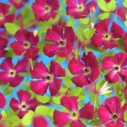 Vippklematis Terniflora 'Rubra'>Omnia garden Online