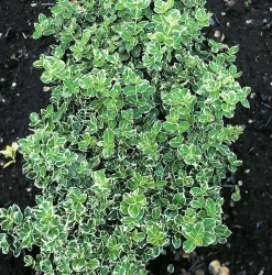 brokig Klätterbenved 'Emerald Gaiety' D:9-11cm Krukodlad>Omnia garden Discount