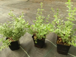 brokig Klätterbenved 'Emerald Gaiety' D:9-11cm Krukodlad>Omnia garden Discount
