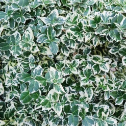 brokig Klätterbenved 'Emerald Gaiety' D:9-11cm Krukodlad><noscript><img width=