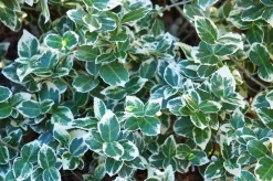 brokig Klätterbenved 'Emerald Gaiety' D:9-11cm Krukodlad><noscript><img width=