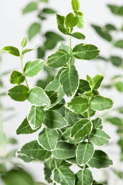 brokig Klätterbenved Uppstammad>Omnia garden Sale