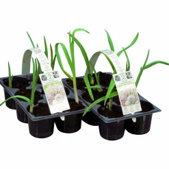 Vitlök lat. Allium sativum>Mäster Grön Clearance