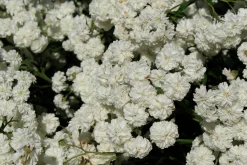 pytta 'The Pearl'>Omnia garden