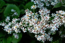 Skogsaster>Omnia garden Clearance