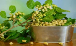 t Mullbär 'Visborg'><noscript><img width=
