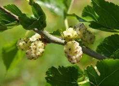 t Mullbär 'Visborg'><noscript><img width=