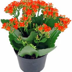 Våreld / Höstglöd lat. Kalanchoe Mix>Mäster Grön Clearance