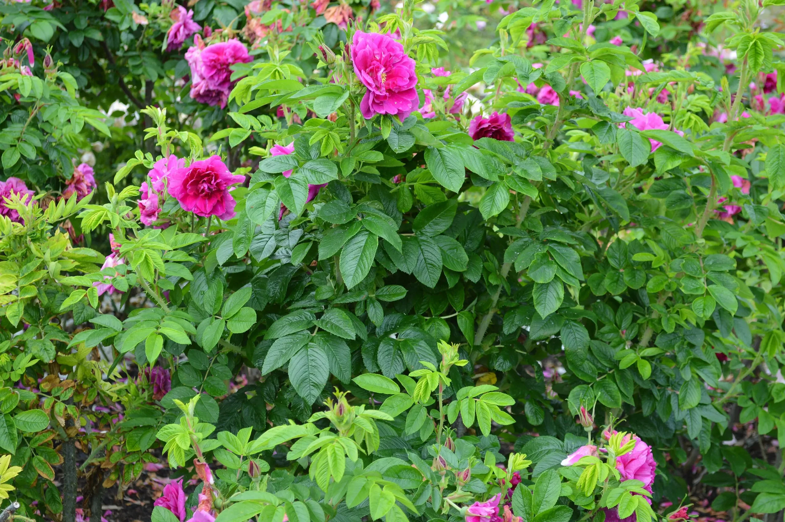 Vresros 'Hansa' Barrotad>Omnia garden Discount