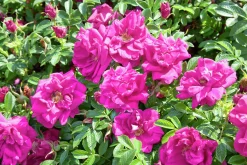 Vresros 'Hansa' Barrotad>Omnia garden Discount