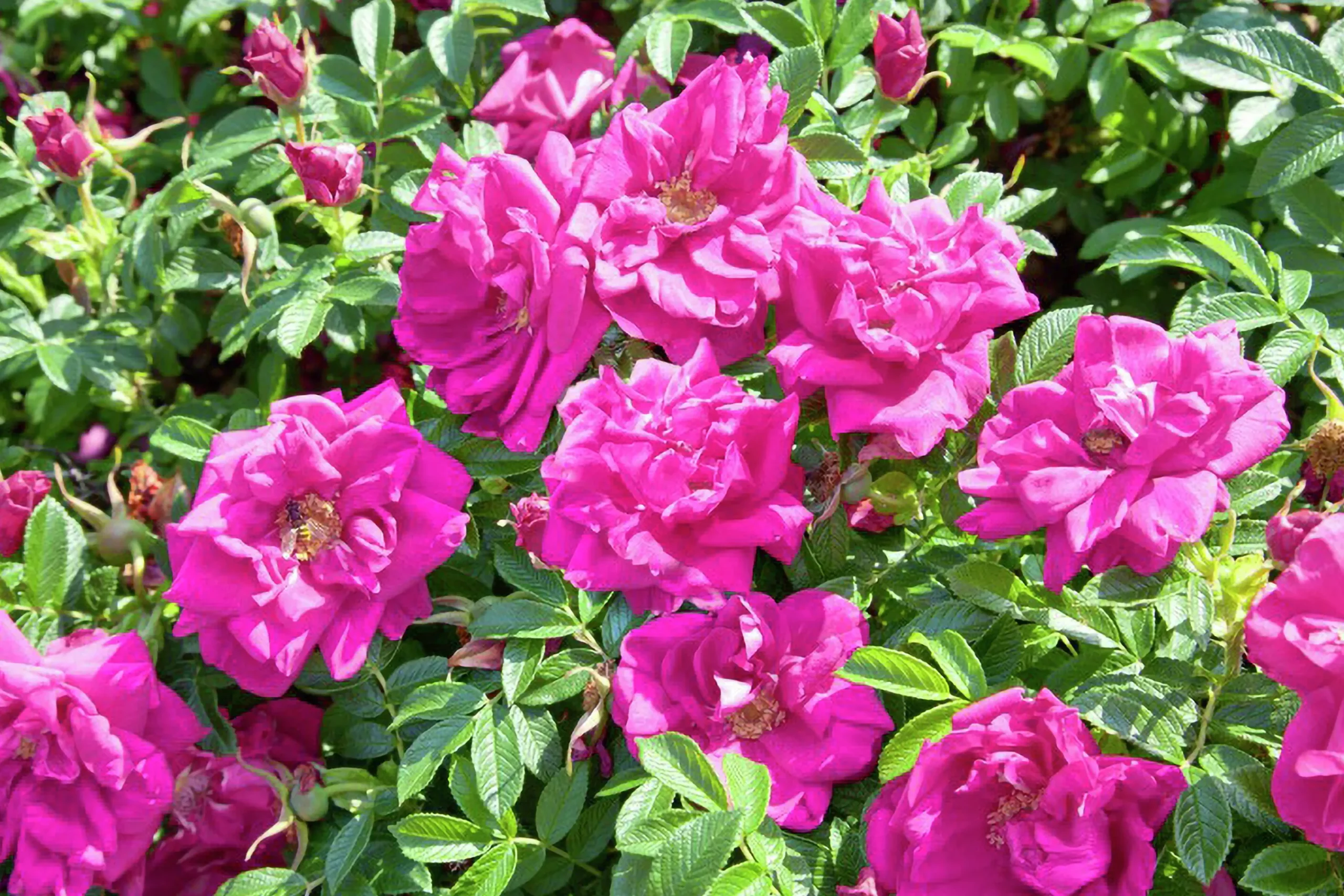 Vresros 'Hansa' Barrotad>Omnia garden Discount