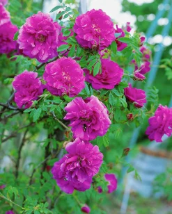 Vresros 'Hansa' Barrotad><noscript><img width=