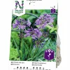 Vårlök Afrikas Blå Lilja Agapanthus>Nelson Garden Sale