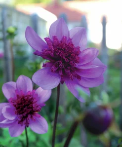 Vårlök Anemondahlia Hög Bayou Lavendel>Nelson Garden Best