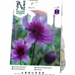 Vårlök Anemondahlia Hög Bayou Lavendel>Nelson Garden Best