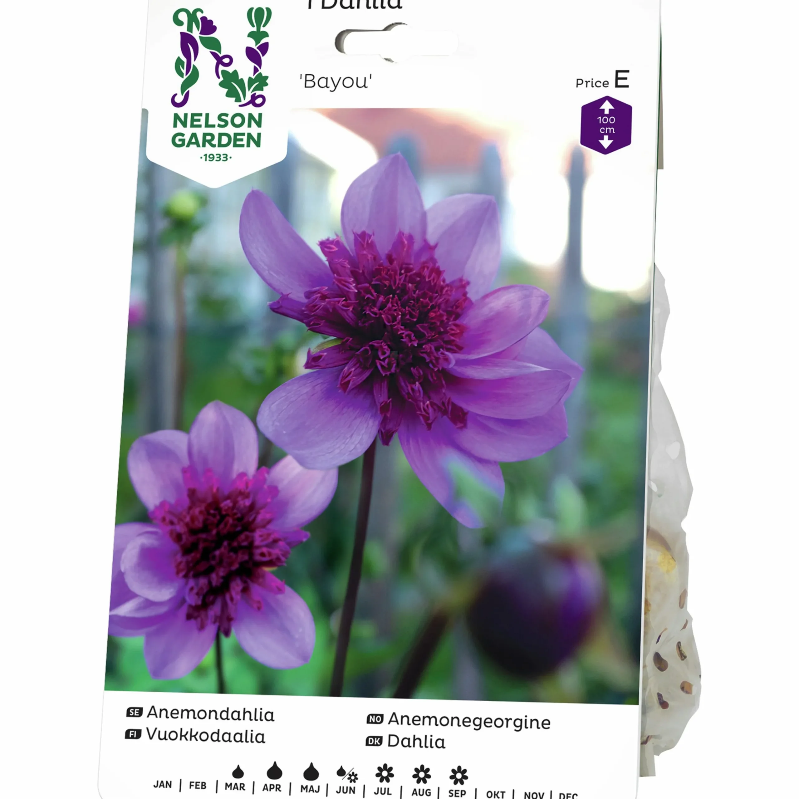 Vårlök Anemondahlia Hög Bayou Lavendel>Nelson Garden Best