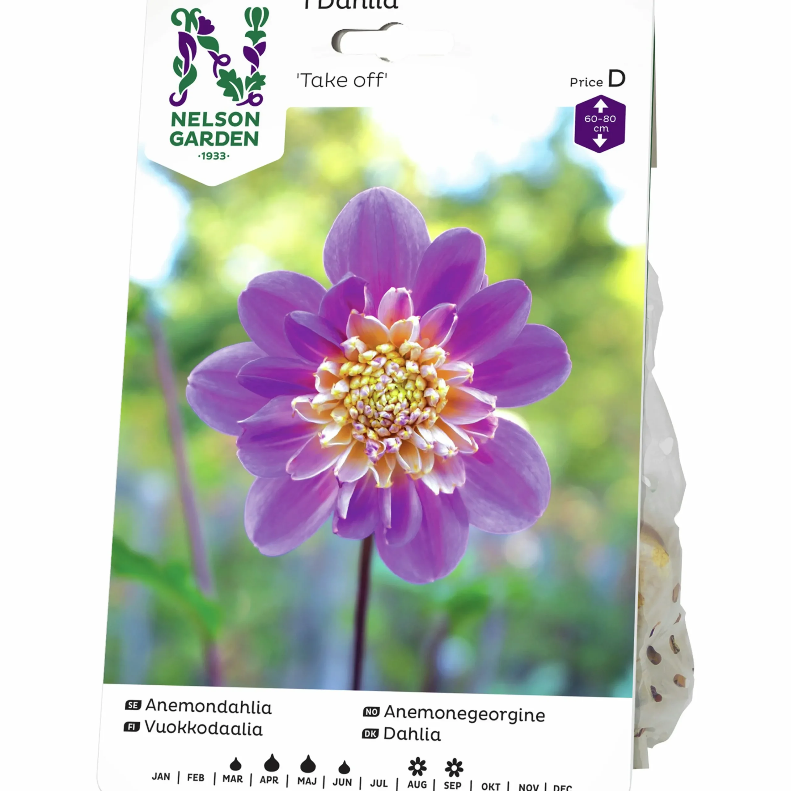 Vårlök Anemondahlia Hög Take Off Gul/Lila>Nelson Garden