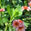Vårlök Anemondahlia Låg Totally Tangerine>Nelson Garden Online