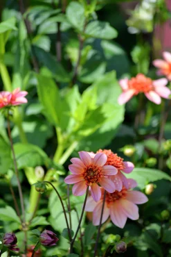 Vårlök Anemondahlia Låg Totally Tangerine>Nelson Garden Online