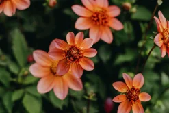 Vårlök Anemondahlia Låg Totally Tangerine><noscript><img width=