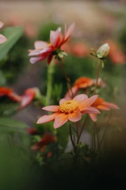 Vårlök Anemondahlia Låg Totally Tangerine><noscript><img width=