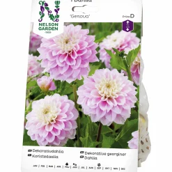 Vårlök Bolldahlia Hög Genova>Nelson Garden Best