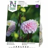 Vårlök Bolldahlia Hög Wizard of Oz Rosa>Nelson Garden Clearance