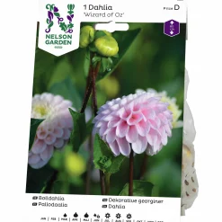 Vårlök Bolldahlia Hög Wizard of Oz Rosa>Nelson Garden Clearance