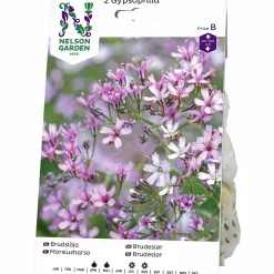 Vårlök Brudslöja Gypsophila paniculata Lila>Nelson Garden Outlet