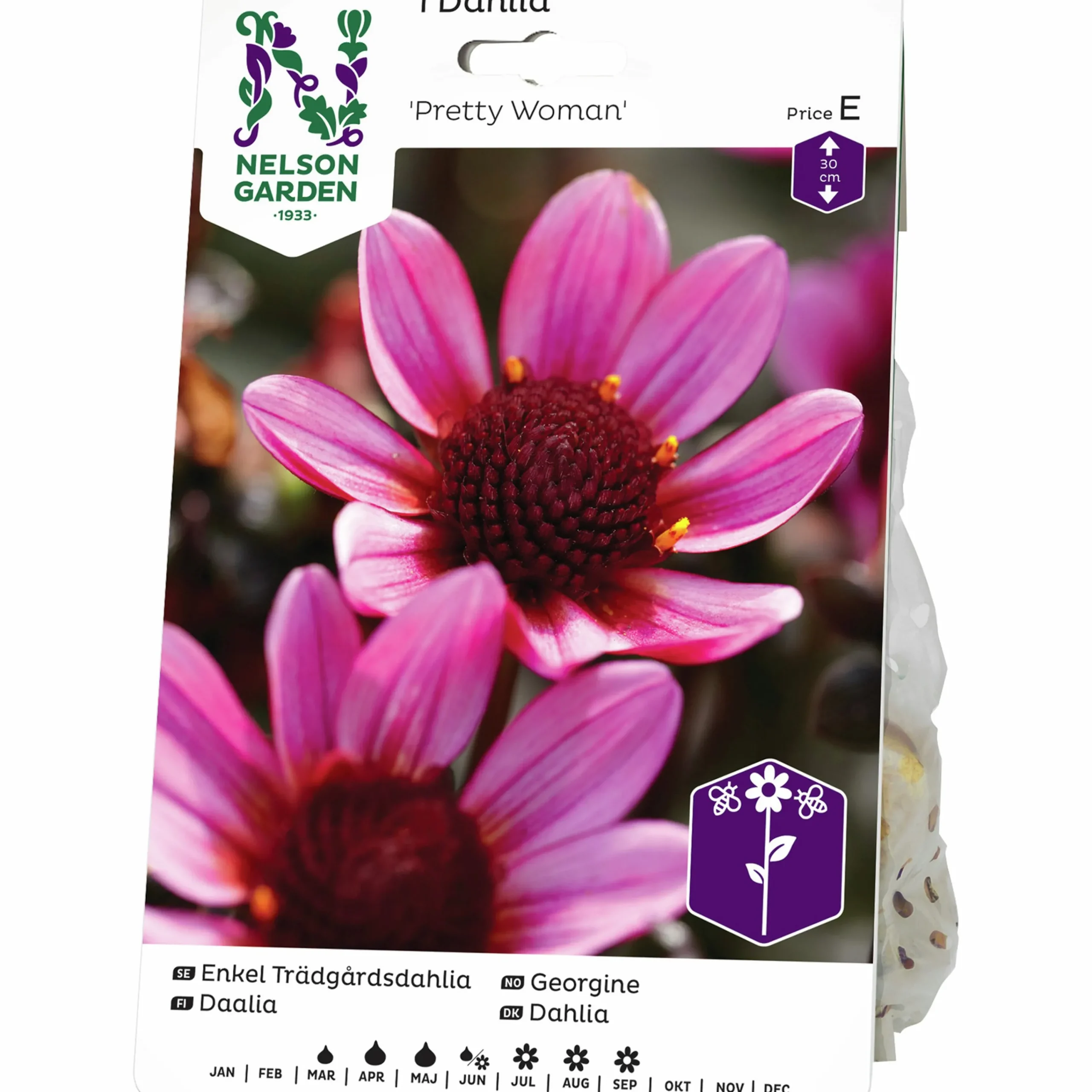 Vårlök Dahlia Enkel Låg Pretty Woman Lila>Nelson Garden
