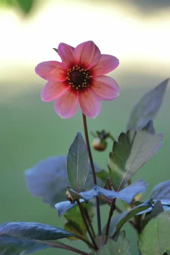 Vårlök Dahlia Enkel Hög Happy Single Kiss Lax>Nelson Garden Sale