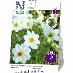 Vårlök Dahlia Enkel Låg Sneezy Vit>Nelson Garden Best