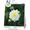 Vårlök Dekorativdahlia Hög Innocent Silence>Nelson Garden Hot