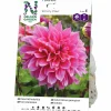 Vårlök Dekorativdahlia Hög Emory Paul Rosa>Nelson Garden New
