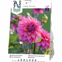 Vårlök Dekorativdahlia Hög Feline Yvonne Rosa>Nelson Garden