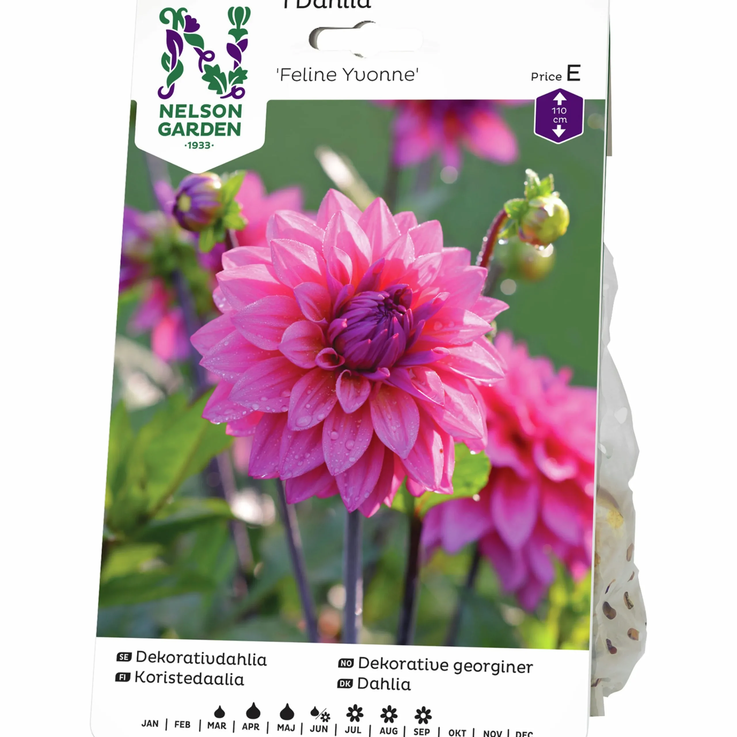 Vårlök Dekorativdahlia Hög Feline Yvonne Rosa>Nelson Garden