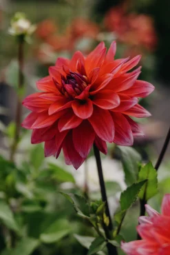 Vårlök Dekorativdahlia Hög Feline Yvonne Rosa>Nelson Garden