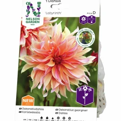 Vårlök Dekorativdahlia Hög Labyrinth Aprikos>Nelson Garden Clearance