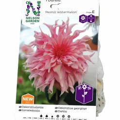 Vårlök Dekorativdahlia Hög Penhill Watermelon>Nelson Garden Outlet