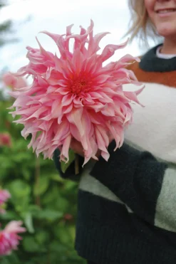 Vårlök Dekorativdahlia Hög Penhill Watermelon>Nelson Garden Outlet