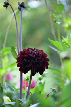 Vårlök Dekorativdahlia Hög Manoa Vinröd>Nelson Garden Outlet