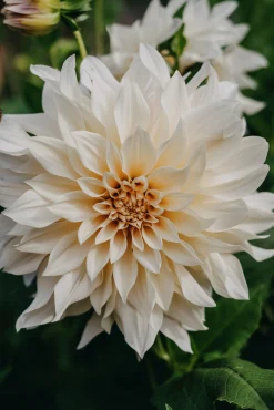 Vårlök Dekorativdahlia Hög Cafe au Lait>Nelson Garden Outlet