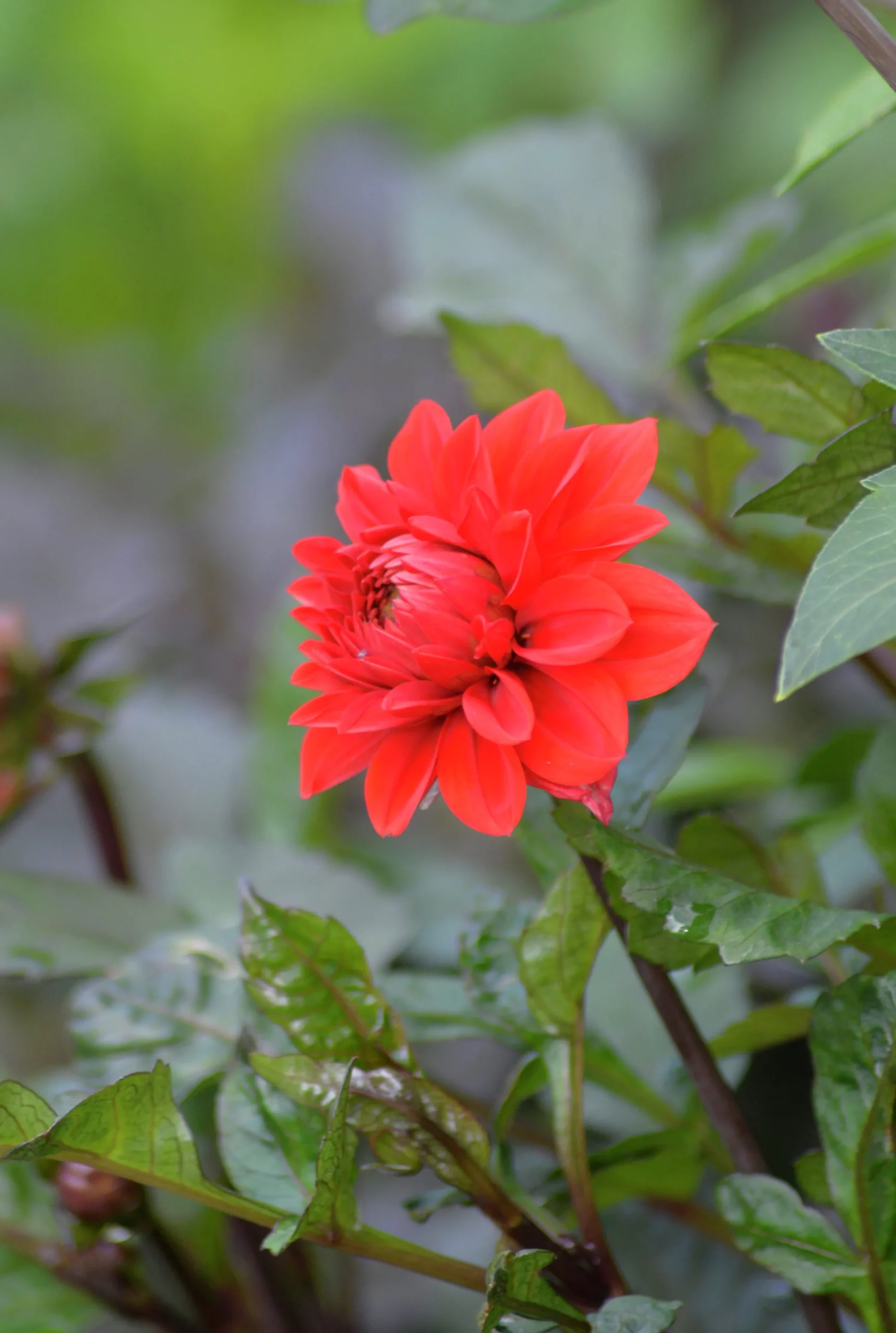 Vårlök Dekorativdahlia Låg Ellen Houston Röd>Nelson Garden Outlet