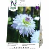 Vårlök Dekorativdahlia Låg Crazy Love Vit/rosa>Nelson Garden New