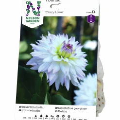 Vårlök Dekorativdahlia Låg Crazy Love Vit/rosa>Nelson Garden New