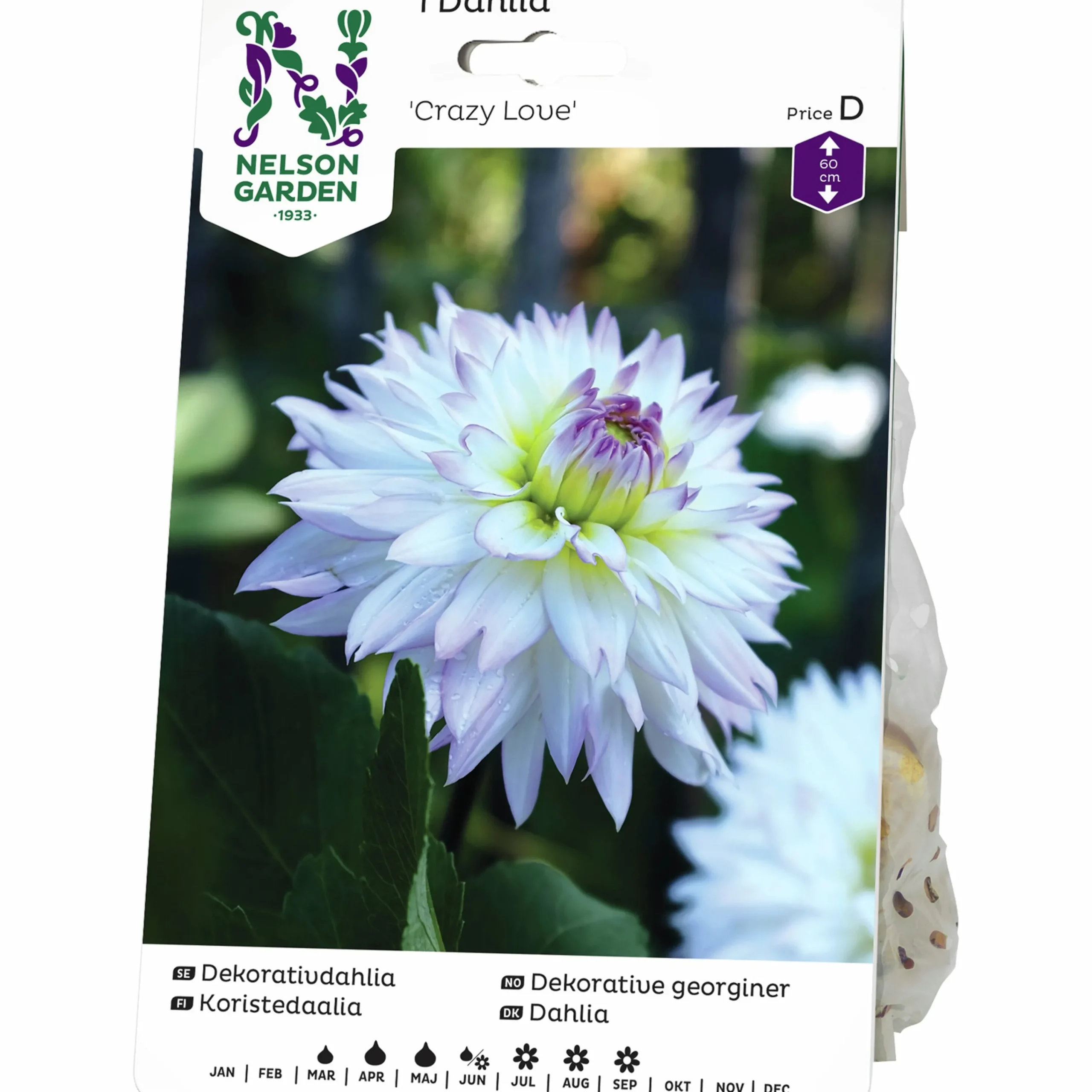 Vårlök Dekorativdahlia Låg Crazy Love Vit/rosa>Nelson Garden New