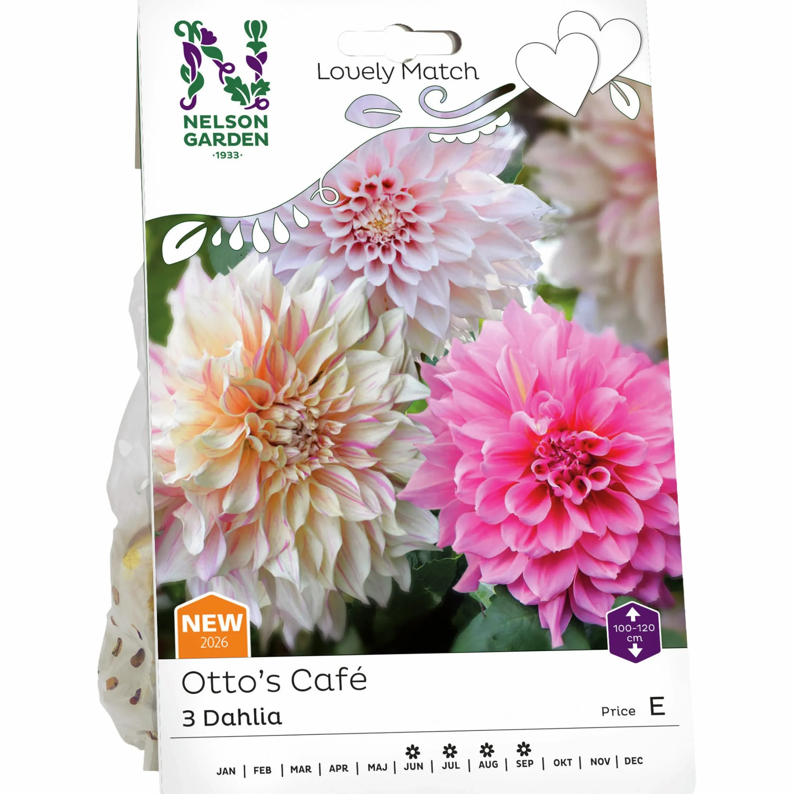 Vårlök Dekorativdahlia Lovely Match Otto's Café>Nelson Garden Sale