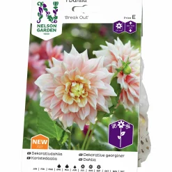 Vårlök Dekorativdahlia Hög Break Out Gräddrosa>Nelson Garden Clearance