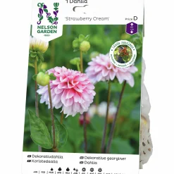 Vårlök Dekorativdahlia Hög Strawberry Cream>Nelson Garden Discount