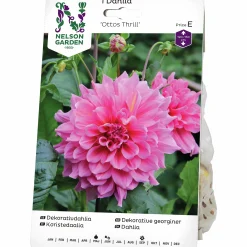 Vårlök Dekorativdahlia>Nelson Garden